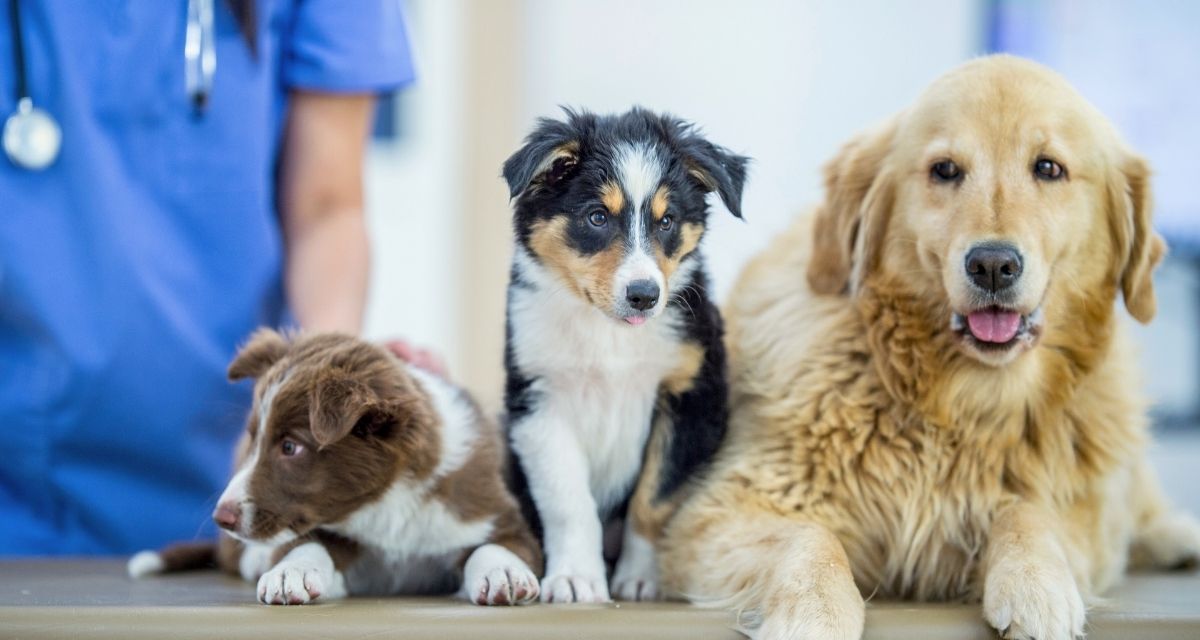 The Best Scrubs For Working With Furry Friends